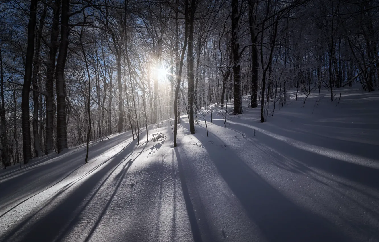 Фото обои зима, лес, свет, снег, утро