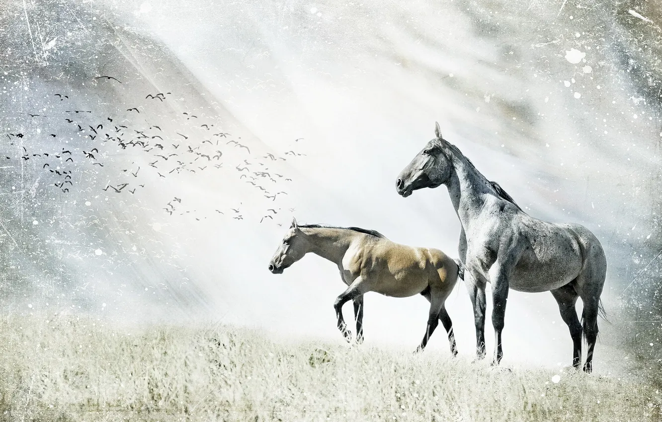 Фото обои природа, стиль, кони