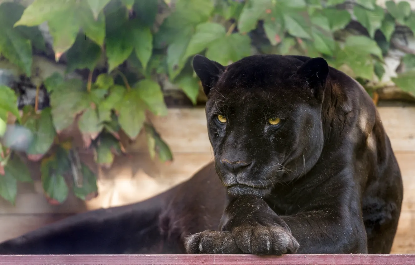 Фото обои морда, отдых, листва, хищник, лапы, пантера, дикая кошка, черный ягуар