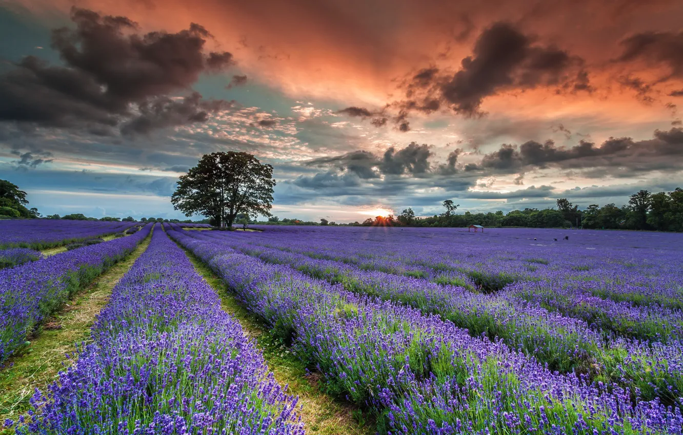 Фото обои Sunset, Summer, English Lavender