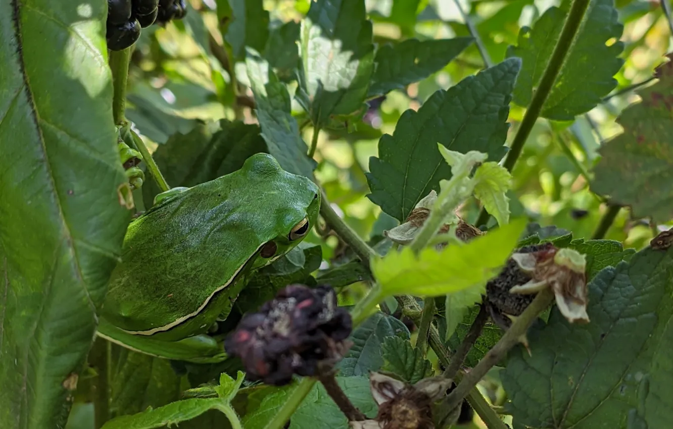 Фото обои green, nature, frog, leaves, fence, blackberry, camouflage, ripe