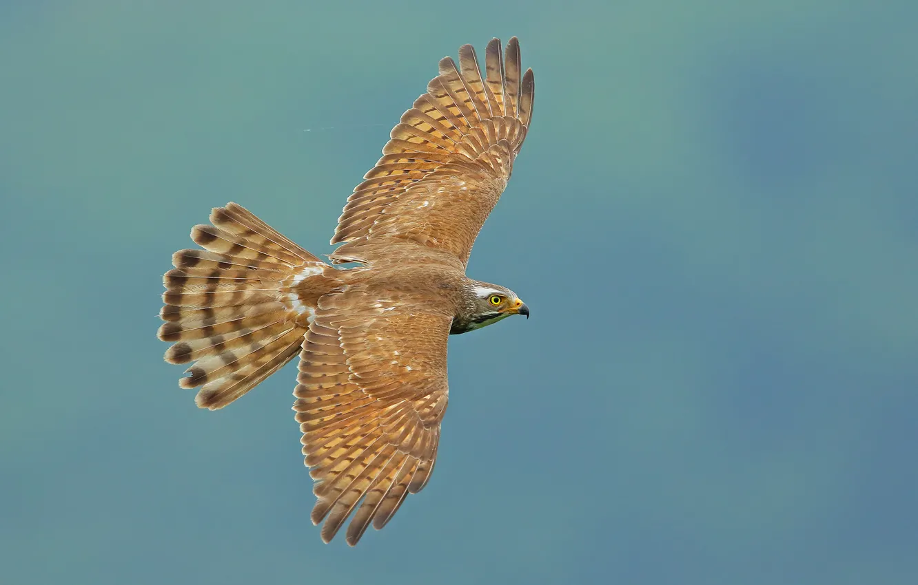 Фото обои птица, крылья, полёт, взмах, Ястребиный канюк, Butastur indicus, Grey-faced buzzard