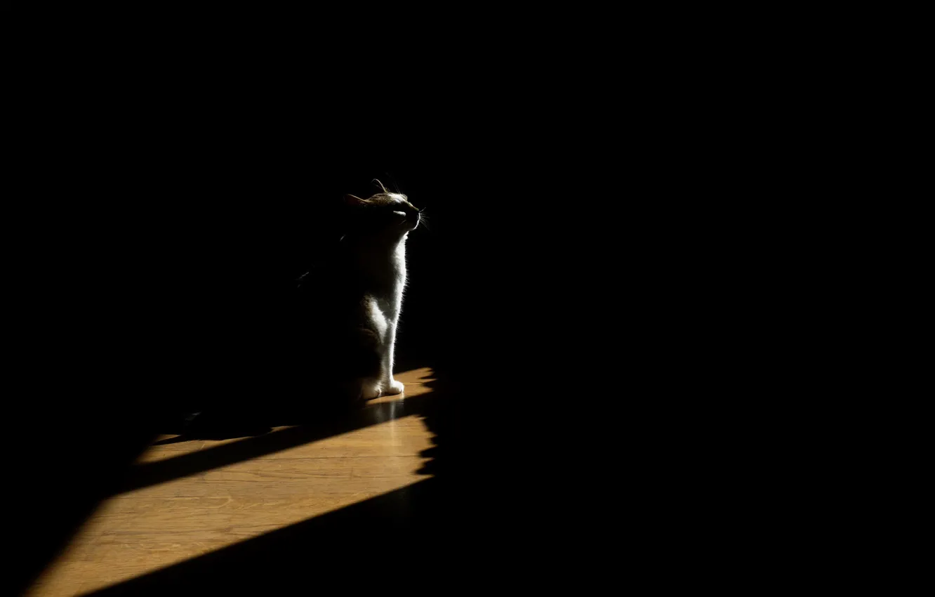 Фото обои кошка, свет, дом, тень