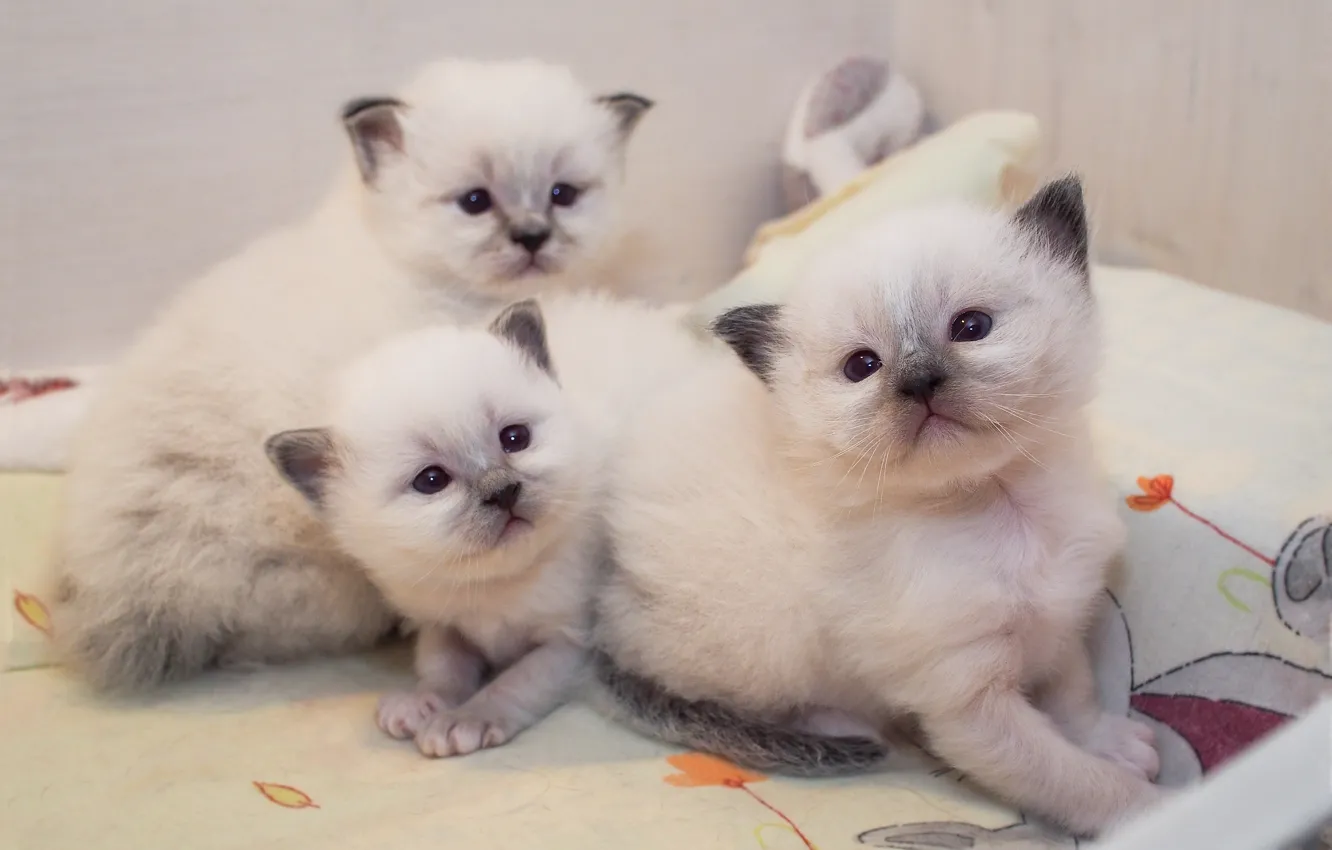 Фото обои кошка, взгляд, кошки, уют, котенок, котята, ткань, белые