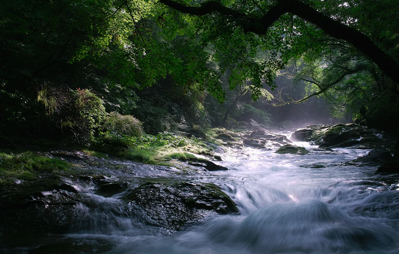Фото обои деревья, природа, река, камни, поток