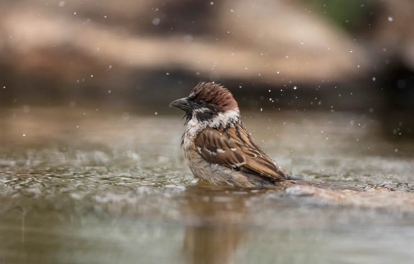 Фото обои вода, брызги, птица, лужа, купание, воробей