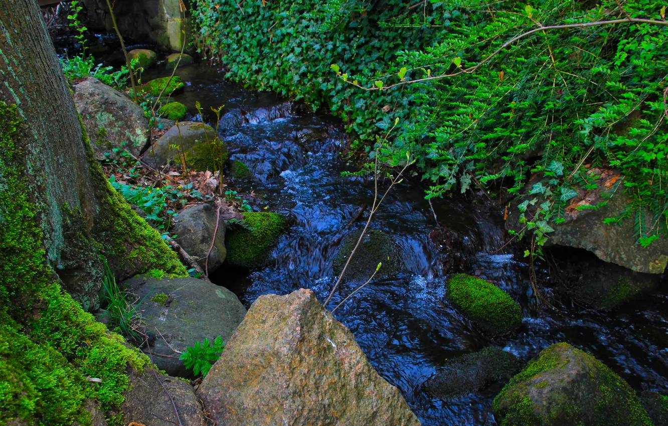 Фото обои river, water, plants