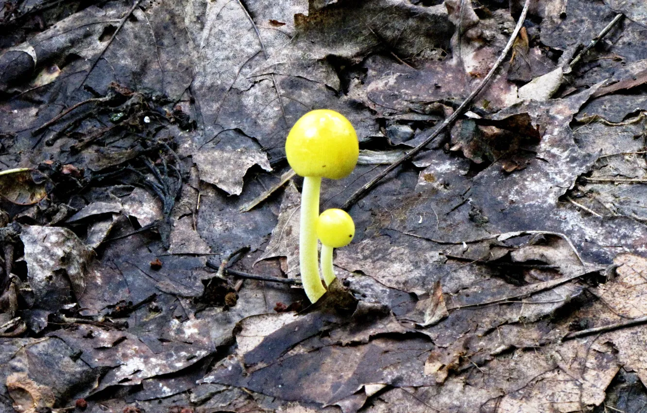 Фото обои грибы, росток, новая жизнь