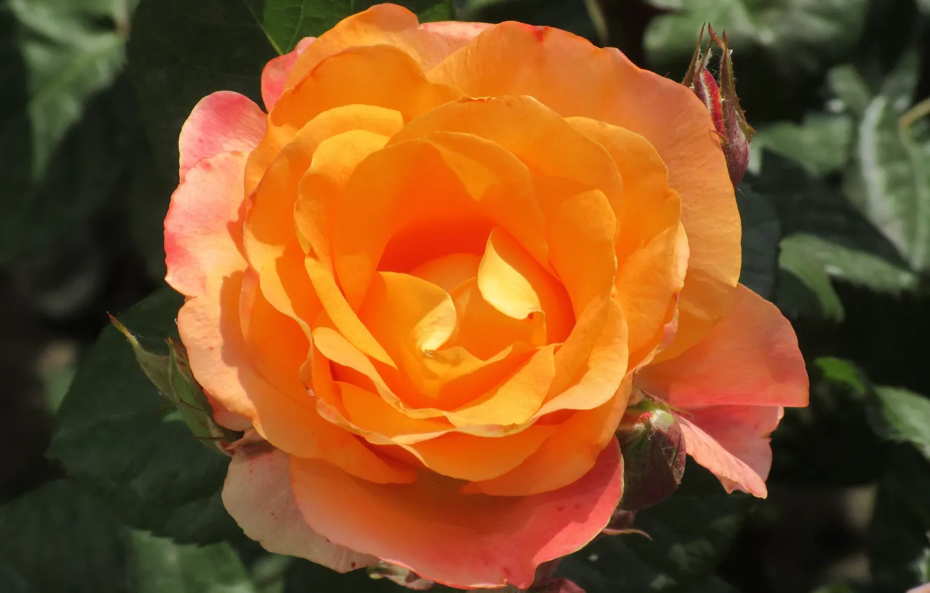 Фото обои Роза, Цветок, Оранжевая, Фон, Meduzanol ©, Лето 2018