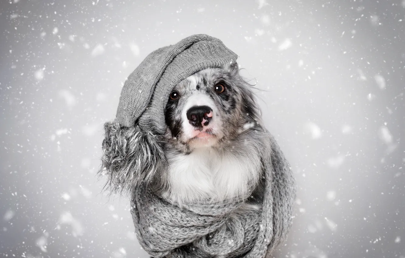Фото обои зима, взгляд, морда, снег, тепло, серый, фон, шапка