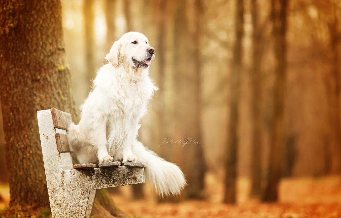 Фото обои осень, собака, скамья