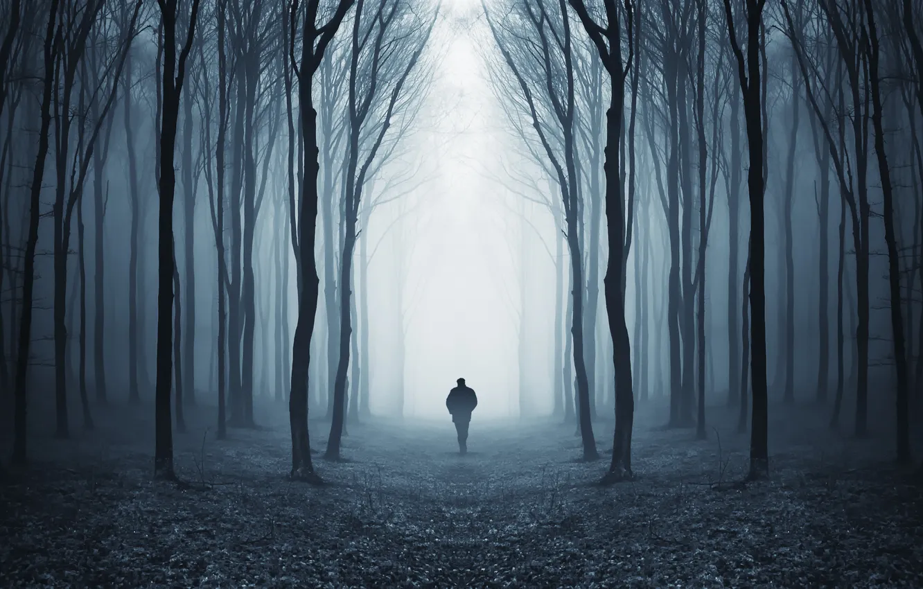 Фото обои лес, туман, человек, просека