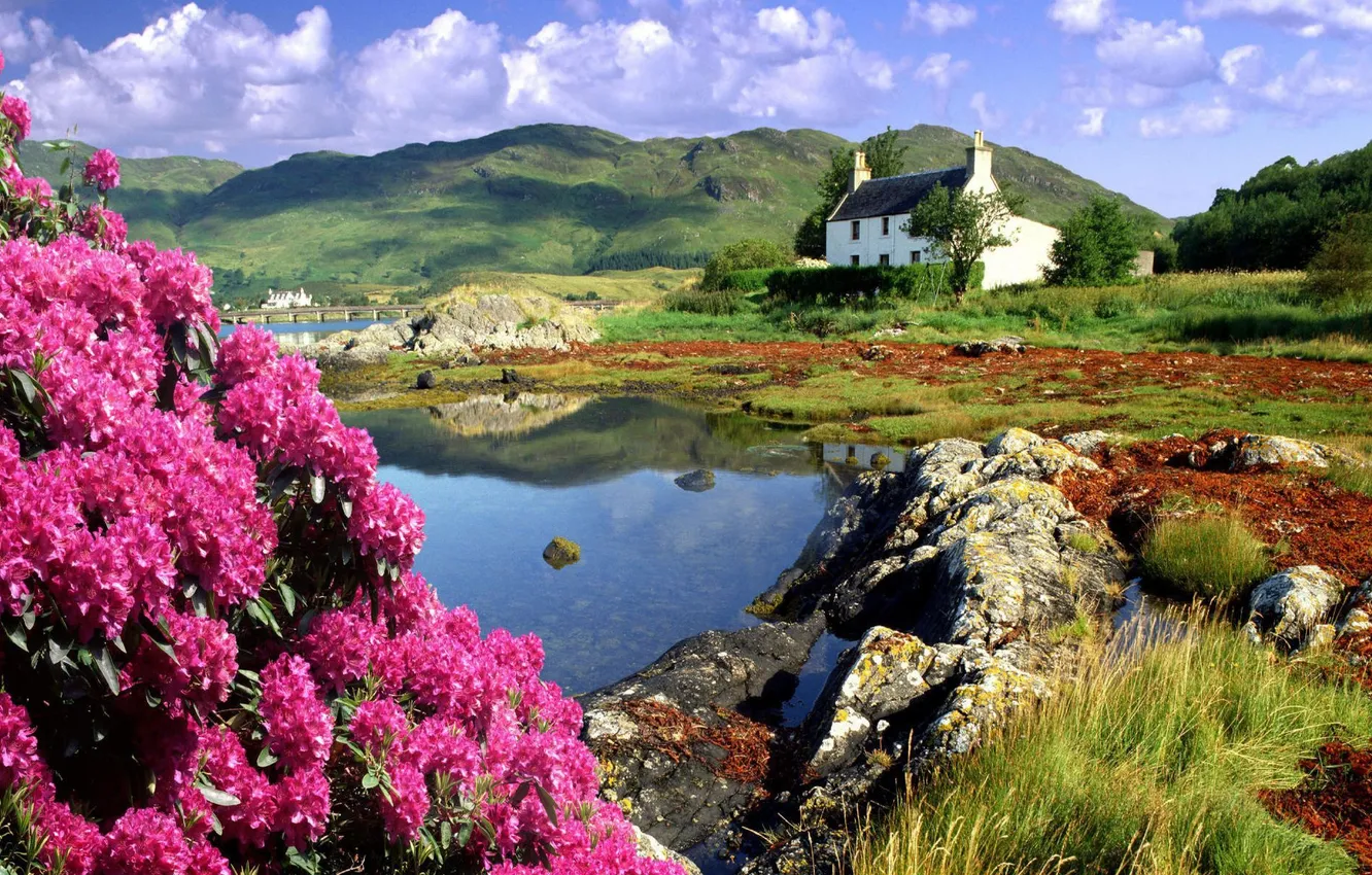 Фото обои цветы, горы, берег, Шотландия, домик