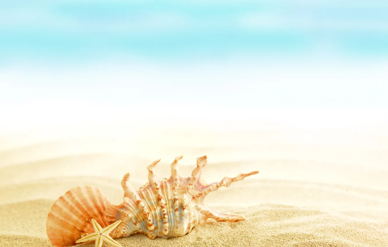 Фото обои summer, beach, sand, shells, seashells