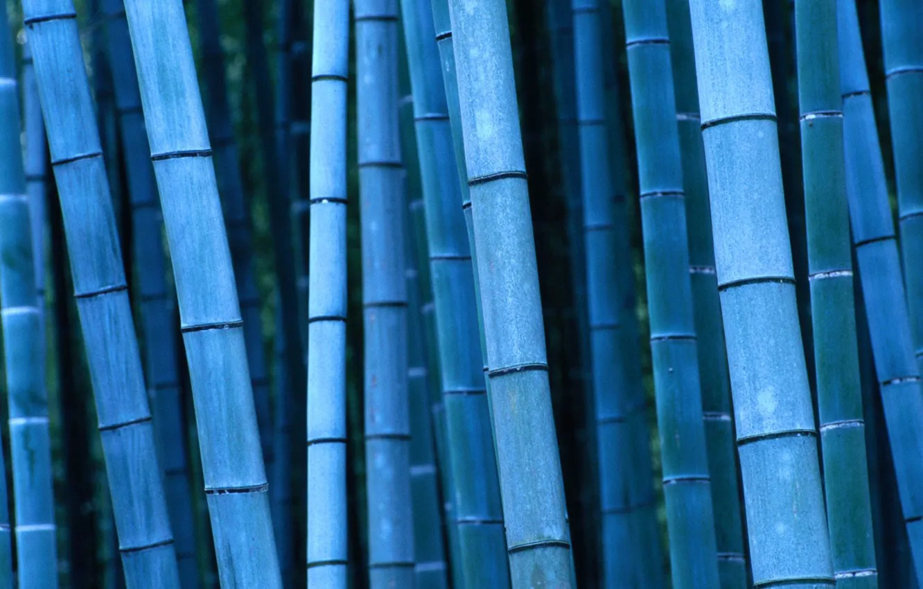 Фото обои бамбук, Япония, Japan, Kinki, Кинки, Kyoto, Bamboo, Киото
