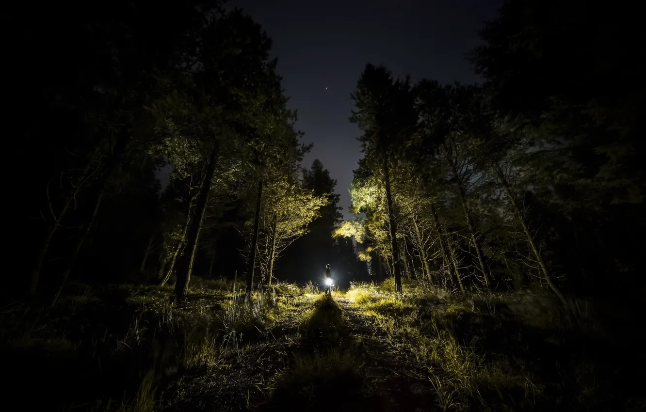 Фото обои лес, свет, ночь, человек