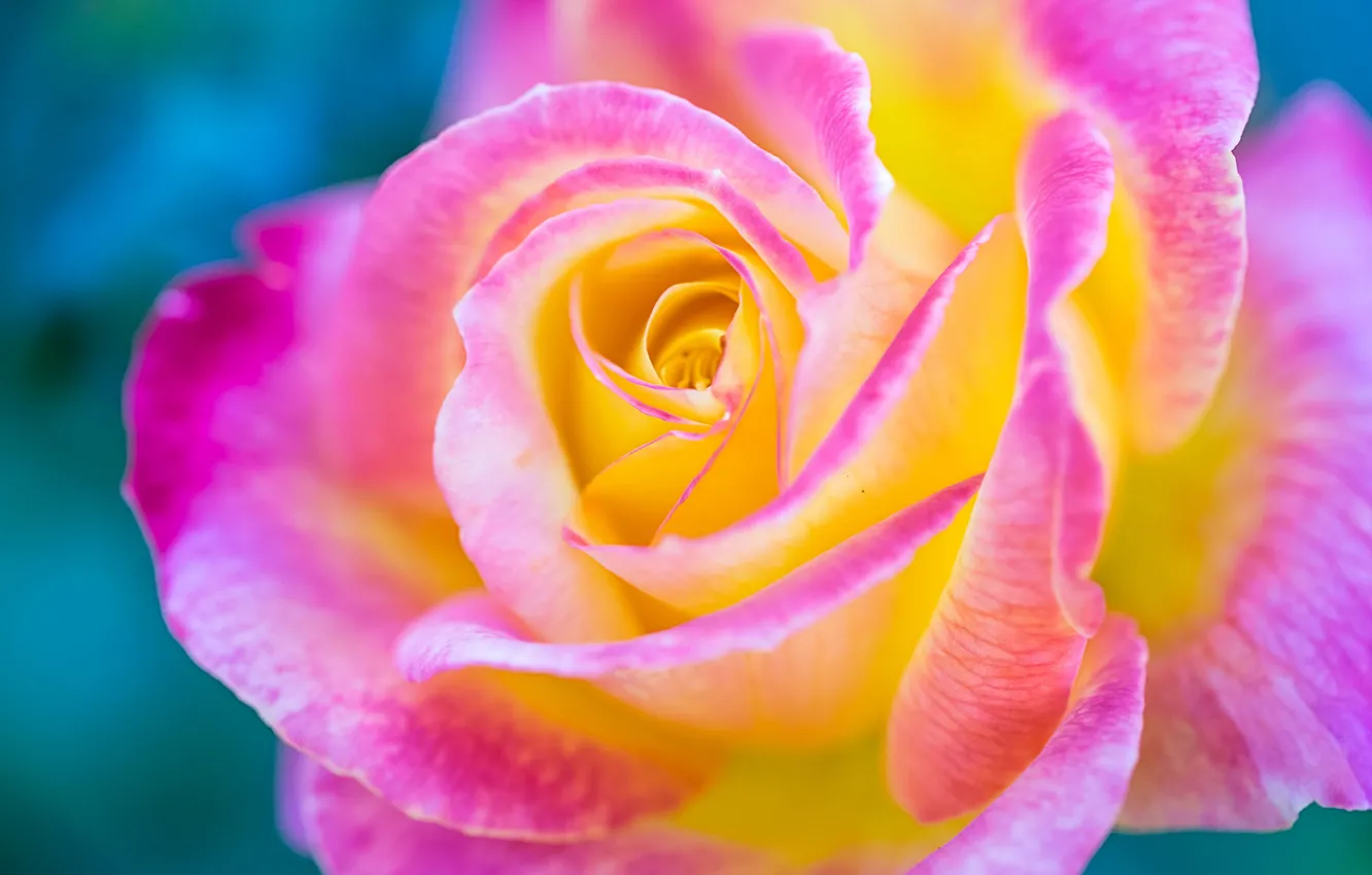 Фото обои макро, роза, лепестки, бутон, разноцветная, обои от lolita777