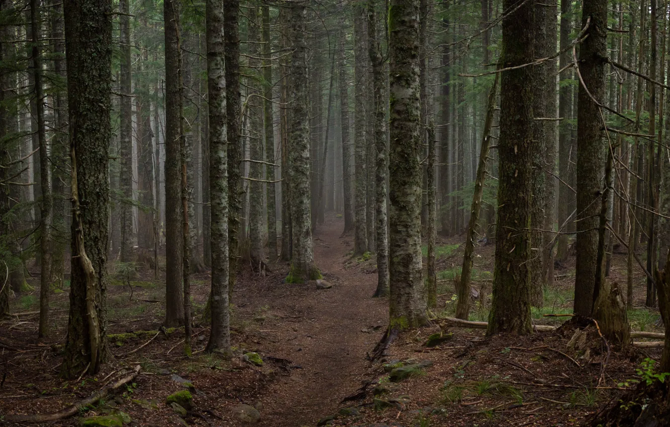 Фото обои осень, лес, деревья, природа, Орегон, USA, США, тропинка