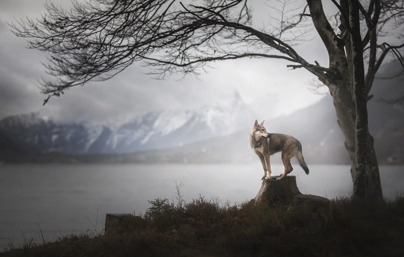 Фото обои горы, дерево, пень, собака, Wolfdog