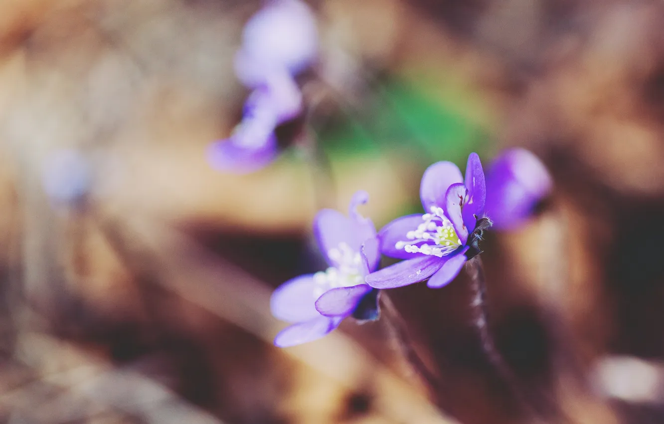 Фото обои цветок, фиолетовый, лепестки