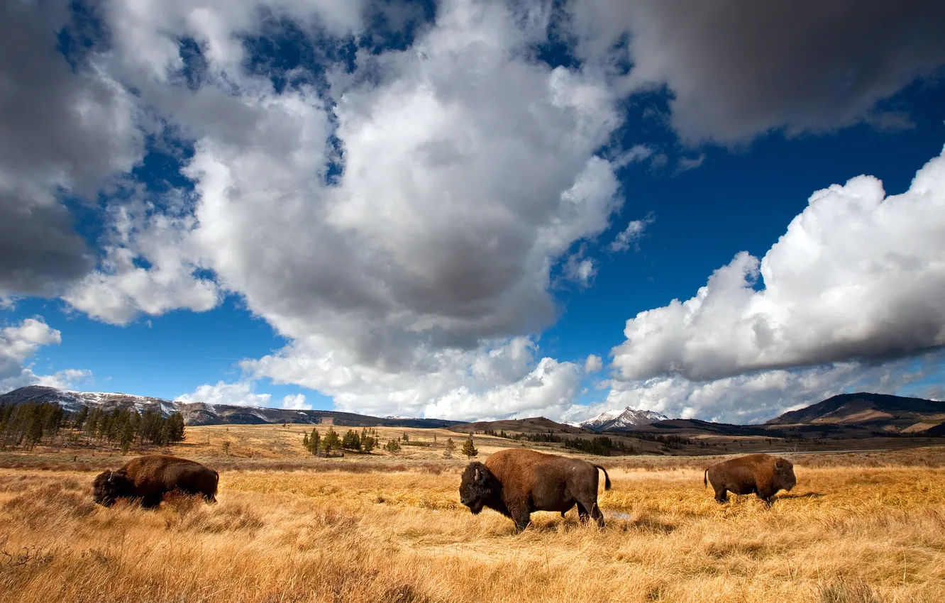 Фото обои Вайоминг, USA, США, Wyoming, Йеллоустонский национальный парк, Yellowstone National Park, Бизоны, Bisons
