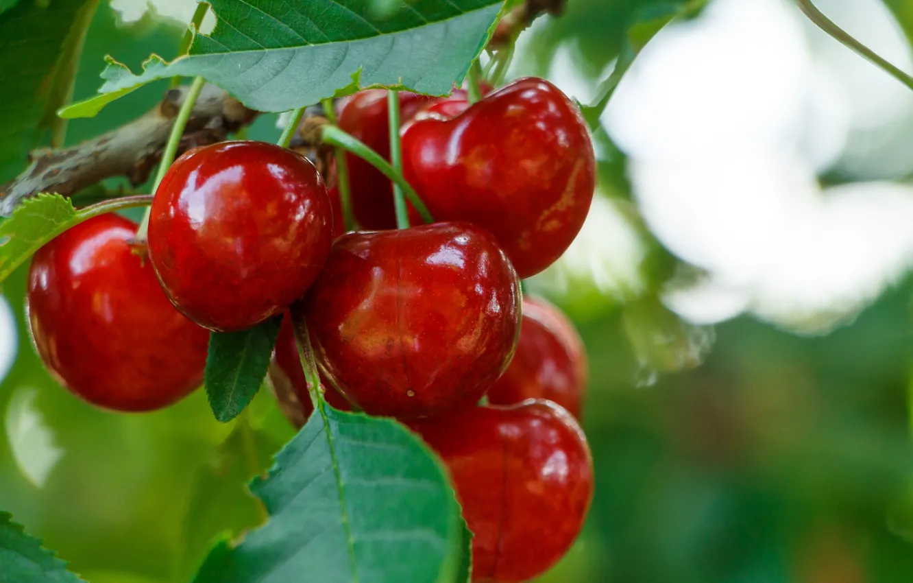 Фото обои ягоды, Cherry, Черешня, Macro
