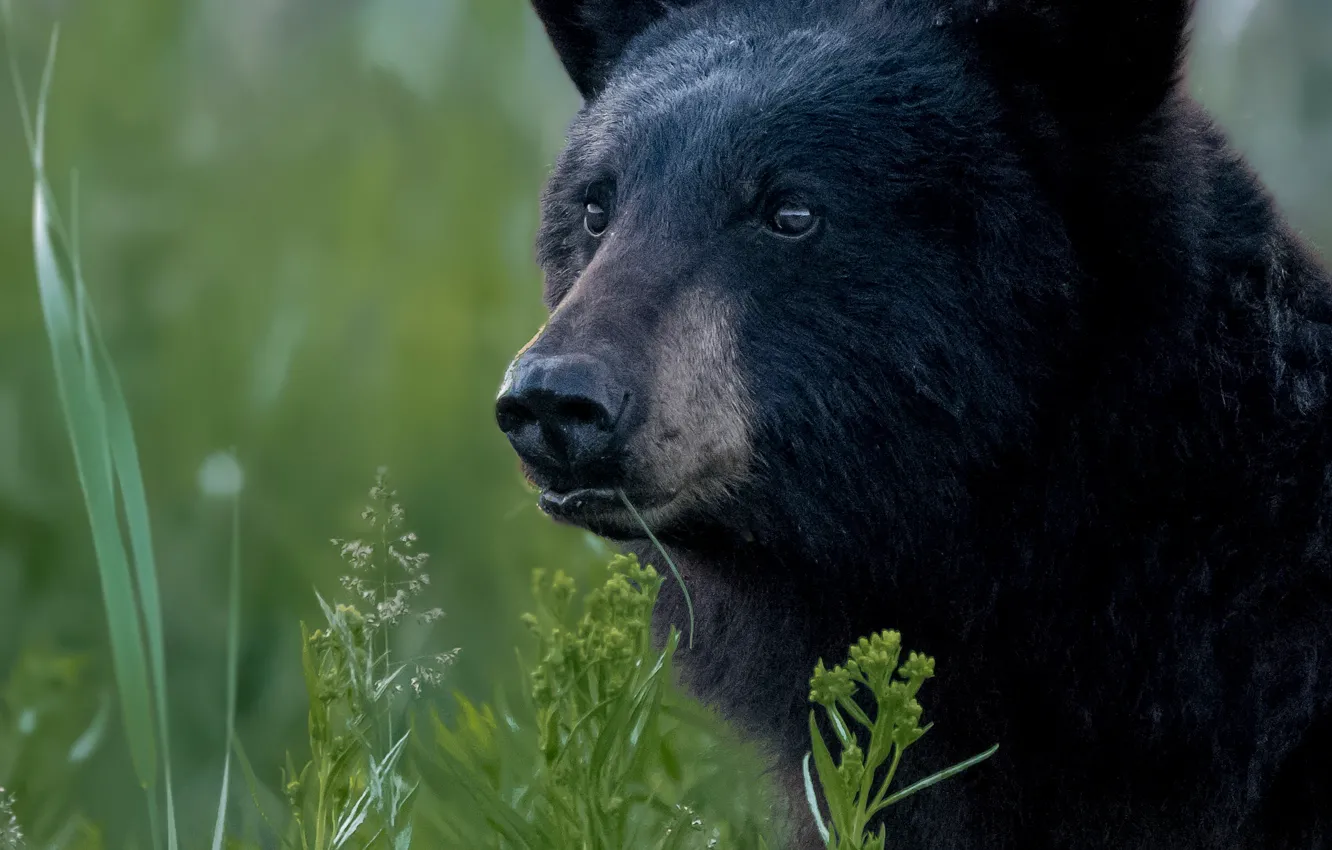 Фото обои трава, взгляд, морда, портрет, медведь, Барибал, Чёрный медведь