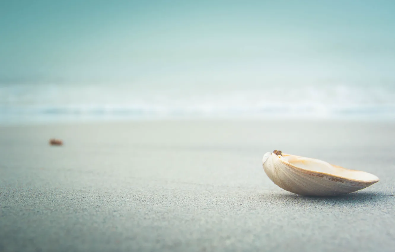 Фото обои beach, sea, sand, bokeh, seaside, shell, clam, vongole