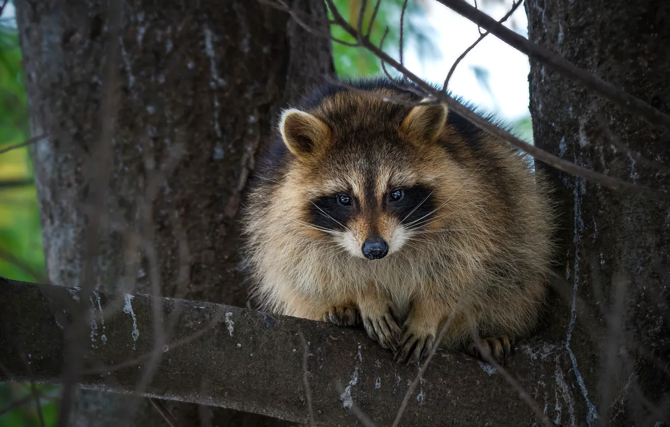 Фото обои деревья, енот, мордашка