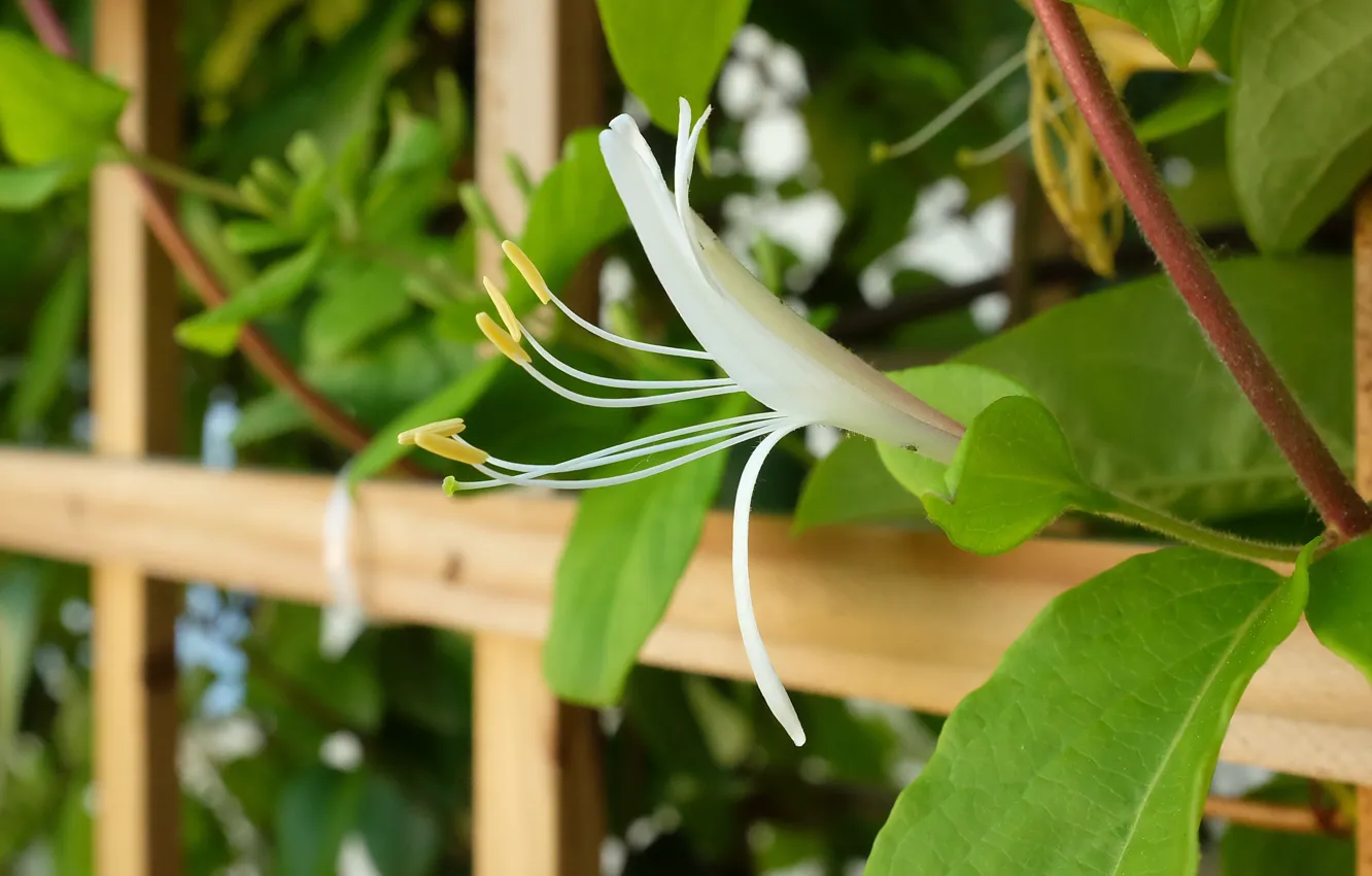 Фото обои green, Flower, bush, shrub, Honeysuckle, Chevrefeuille, semper virens, Lonicera