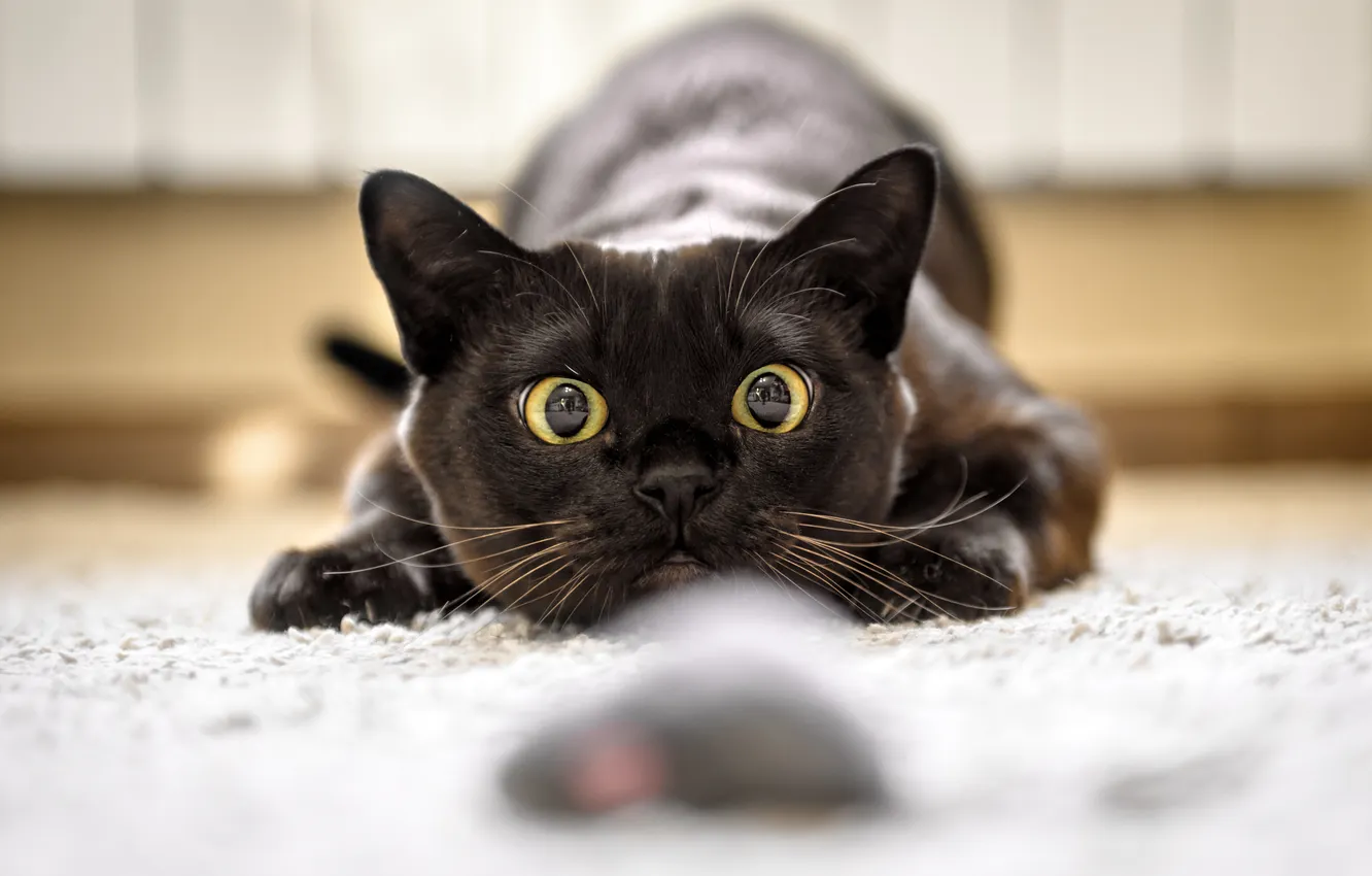 Фото обои кошка, кот, взгляд, поза, черный, игрушка, игра, мышь
