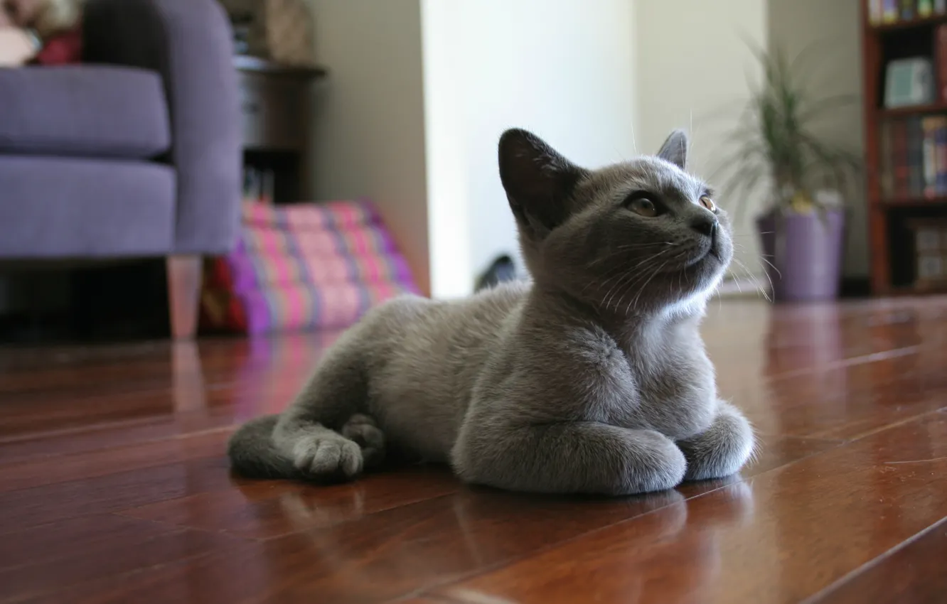 Фото обои котенок, серый, комната, мебель, Кот, лежит, на полу