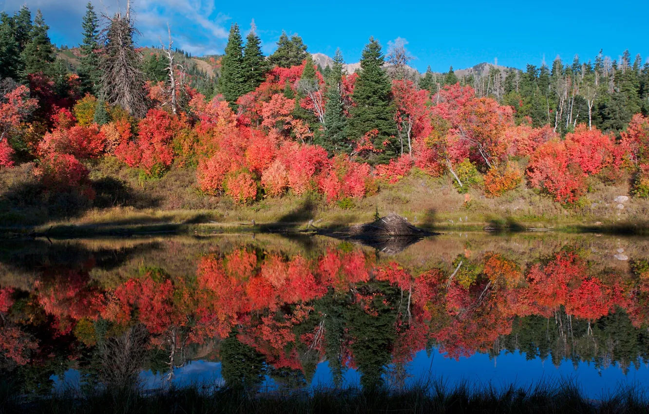 Фото обои осень, лес, небо, деревья, озеро, отражение