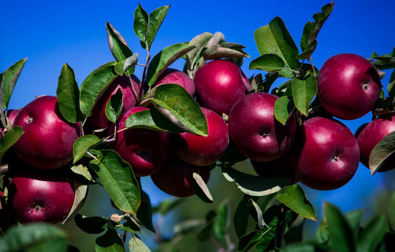 Фото обои листья, яблоки, ветка, плоды, красные
