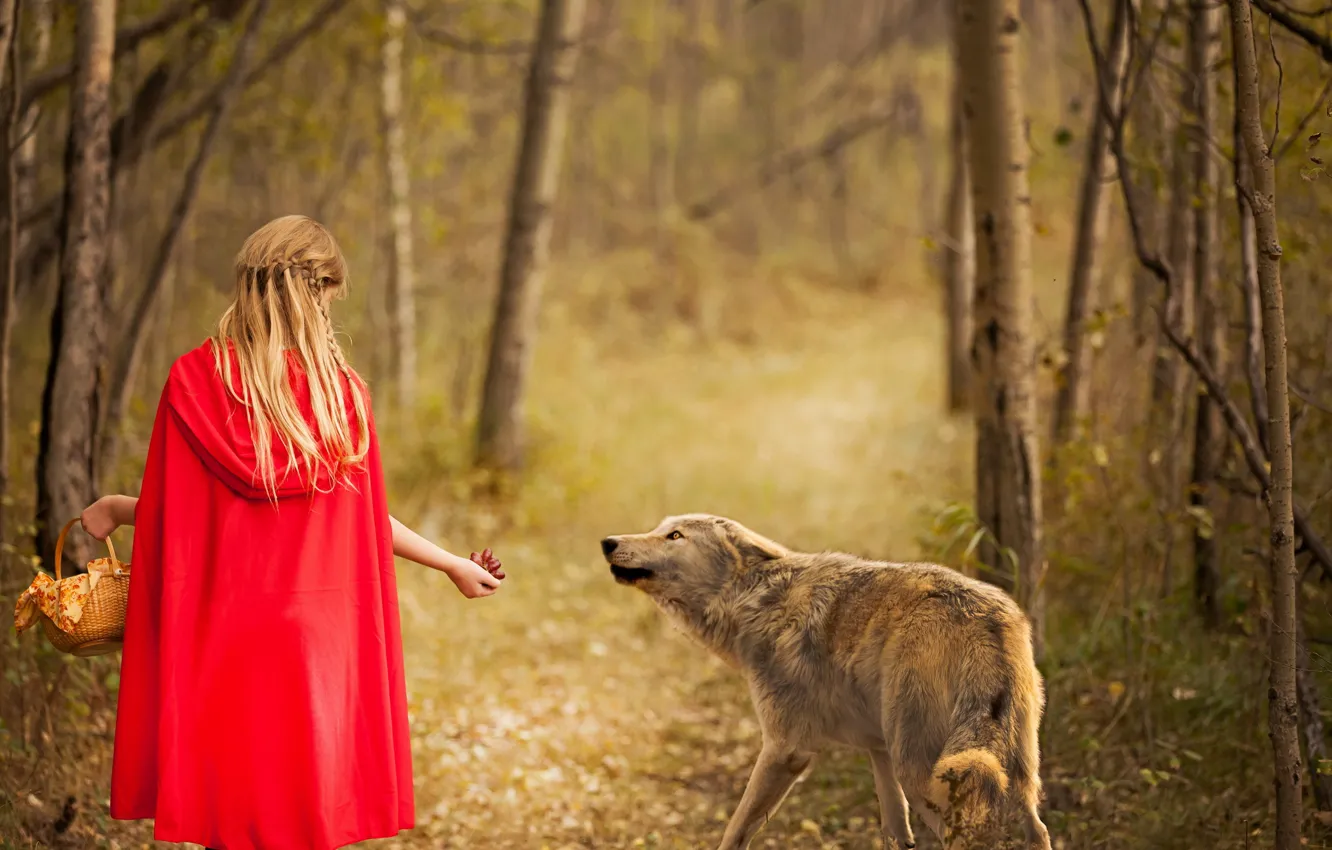 Фото обои лес, волк, девочка, Red and wolf