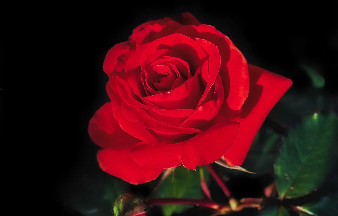 Фото обои макро, роза, лепестки, бутон, красная, алая, чёрный фон