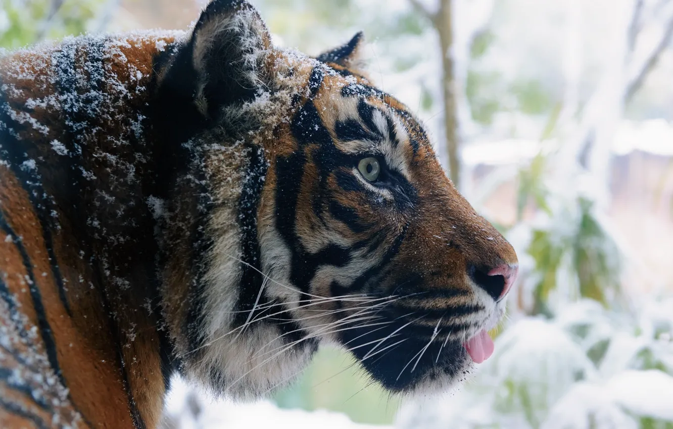 Фото обои зима, морда, тигр, хищник, профиль, дикая кошка