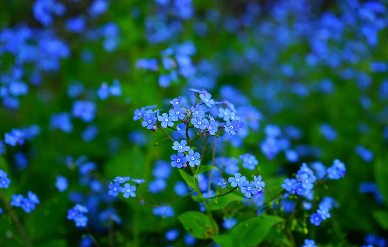 Фото обои зелень, листья, цветы, поляна, весна, голубые, синие, много