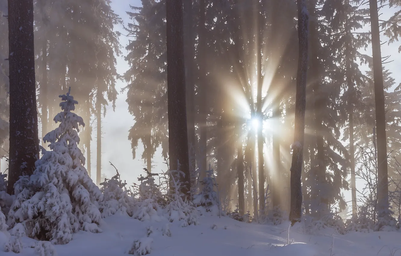 Фото обои зима, лес, солнце, лучи, снег, деревья, туман