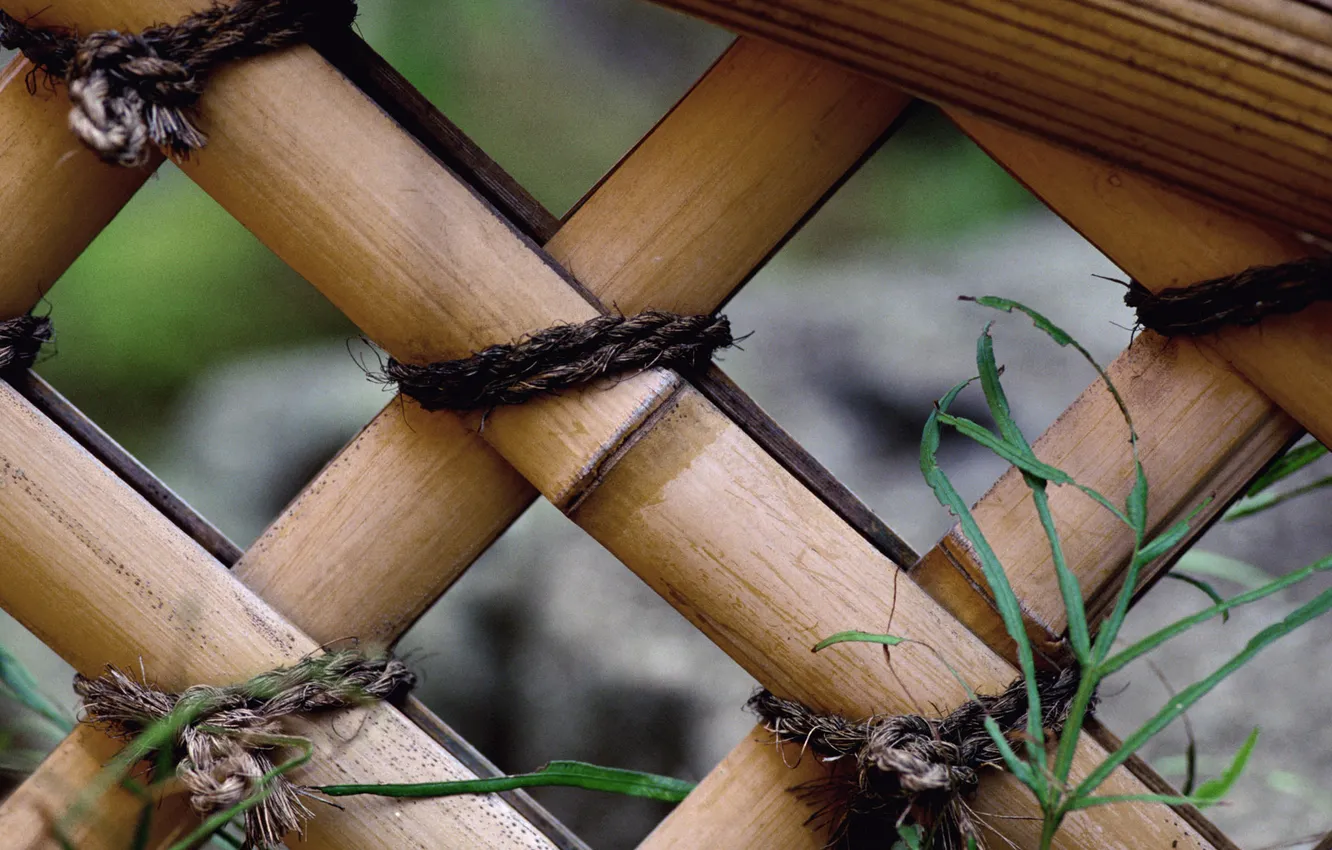 Фото обои забор, бамбук, сад