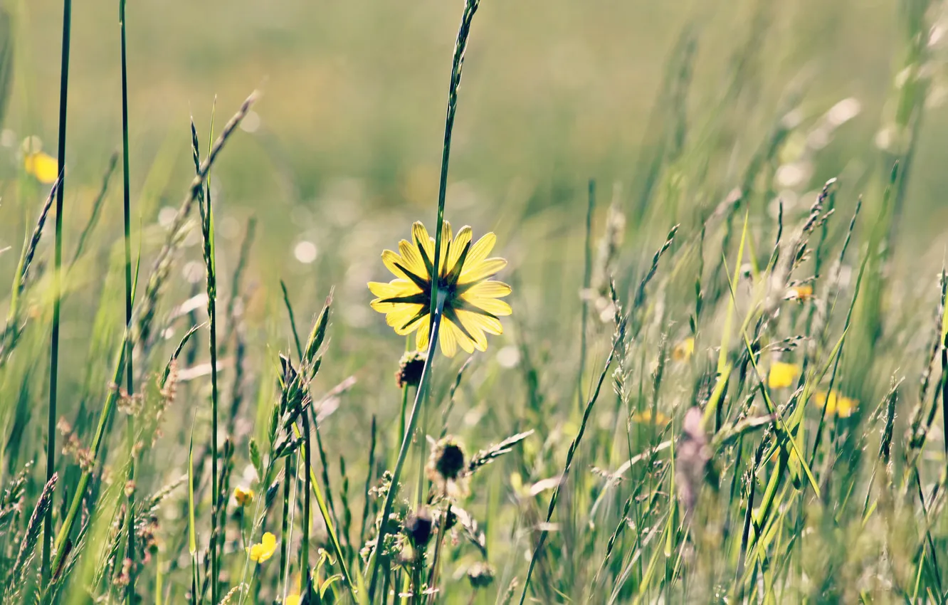 Фото обои цветок, лето, макро, желтый, природа, одуванчик, растения, травы