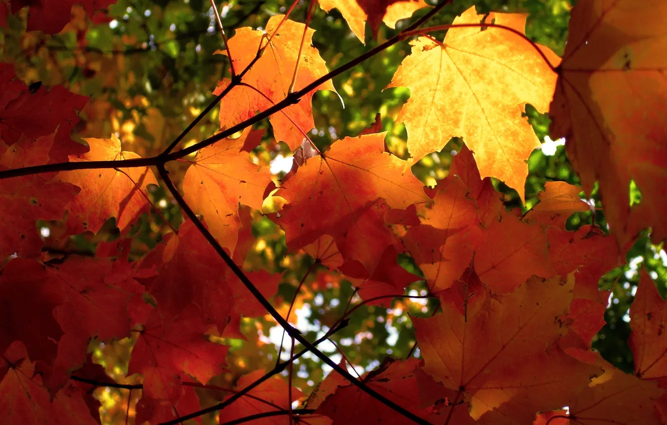 Фото обои осень, листья, свет, листва, ветка, солнышко, просвет