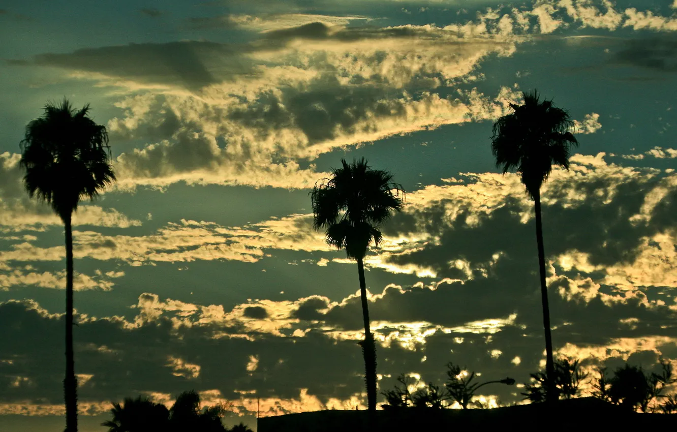 Фото обои облака, пальмы, Небо