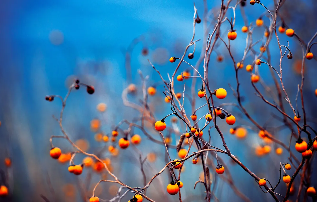 Фото обои осень, ветки, ягоды, плоды
