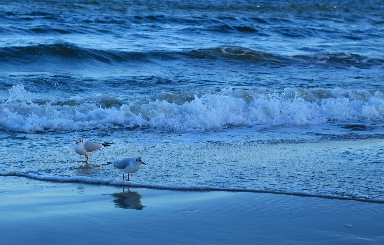 Фото обои beach, sea, bird