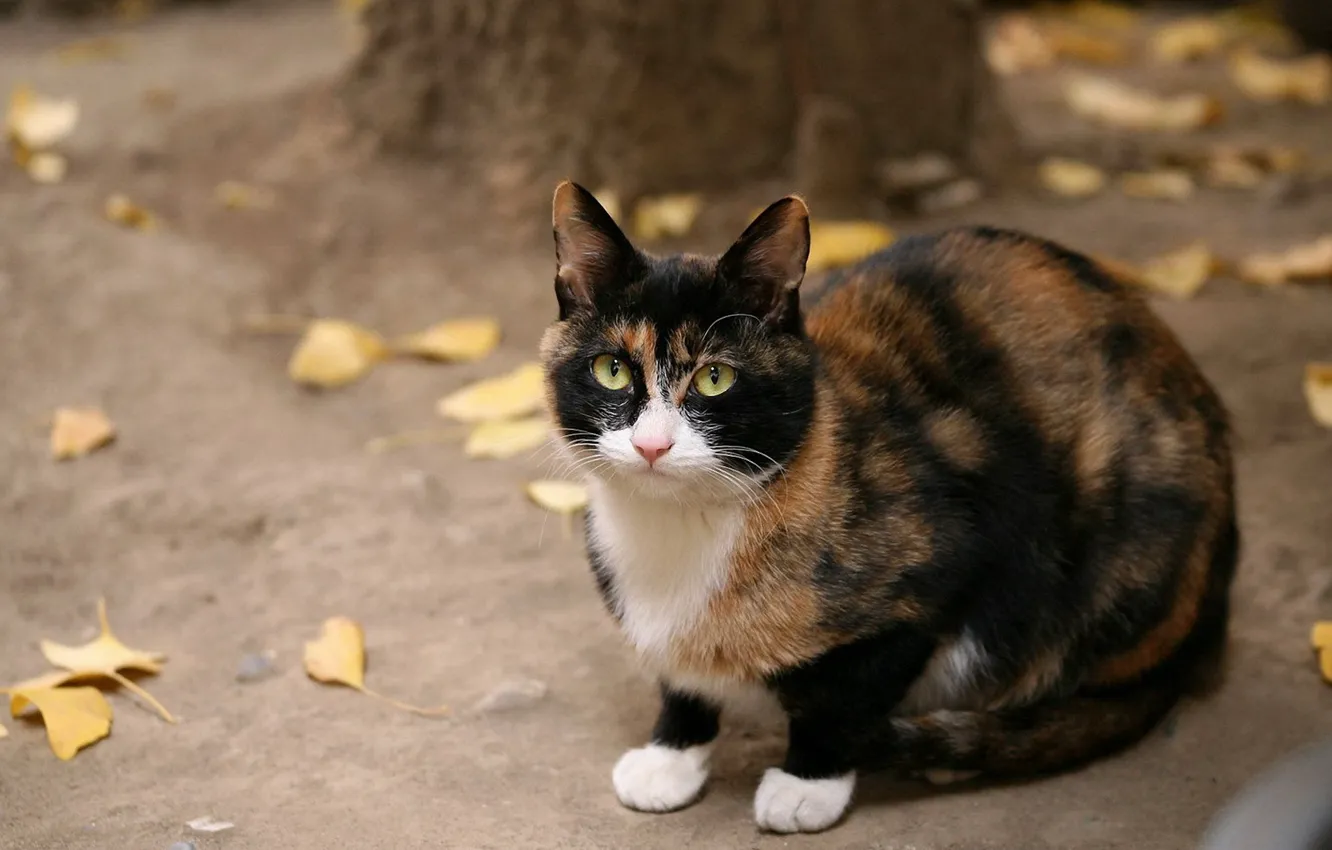 Фото обои осень, кошка, желтые листья, черная, рыжая, сидит, смотрит