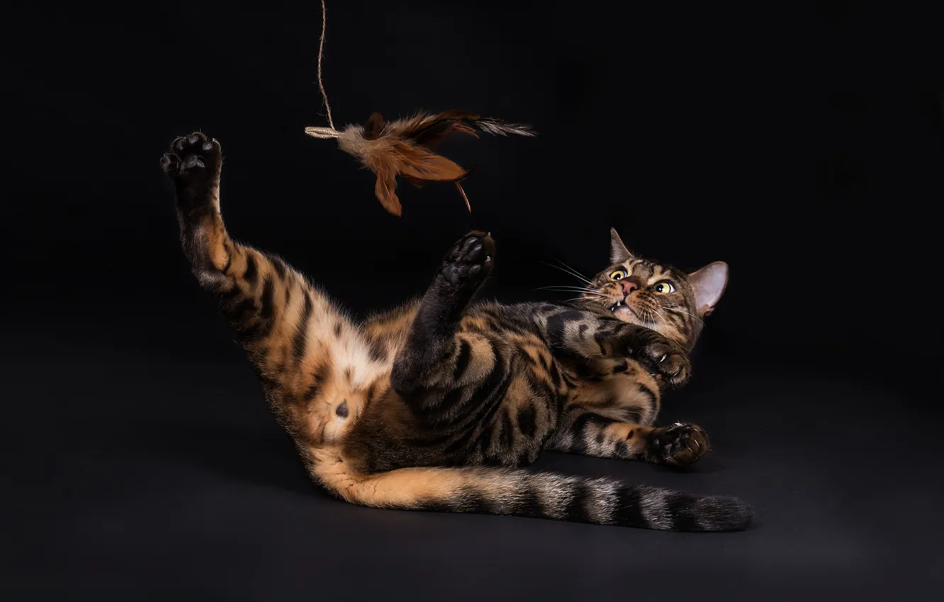 Фото обои кошка, кот, взгляд, поза, игрушка, игра, лапы, перья