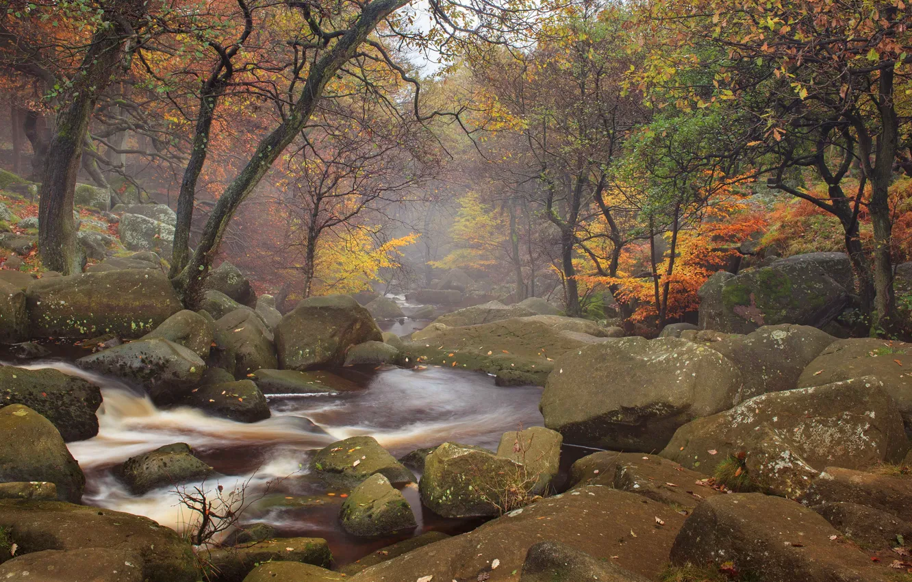 Фото обои осень, лес, деревья, туман, река, ручей, камни, дымка