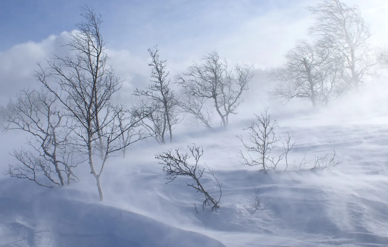 Фото обои холод, зима, лес, снег, деревья, холм, вьюга