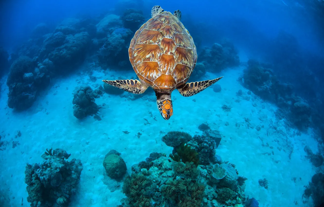 Фото обои море, черепаха, дно, кораллы, подводный мир, под водой, морская черепаха, морская
